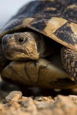 Tortoise prepared for transport